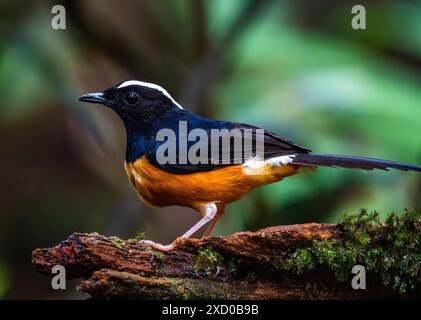 Ein weiß gekrönter Shama (Copsychus stricklandii), der auf einem Baumstumpf thront. Sabah, Borneo, Malaysia. Stockfoto