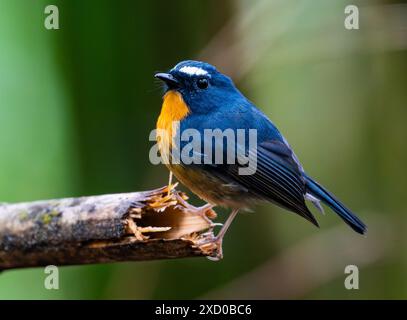 Ein farbenfroher, schneegebräunter Flycatcher (Ficedula hyperythra), der auf einem Stock thront. Borneo, Malaysia. Stockfoto