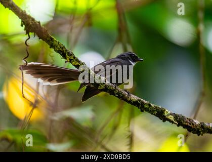 Ein Weißschlauchschwanz (Rhipidura albicollis), der auf einem Ast thront. Sabah, Borneo, Malaysia. Stockfoto