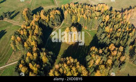 Aus der Vogelperspektive der einzigartigen kreisförmigen Baumformation, umgeben von offenen Feldern im Herbst. Leuchtende Herbstfarben der Bäume bilden einen auffälligen Kontrast zu grünem Gras. Stockfoto