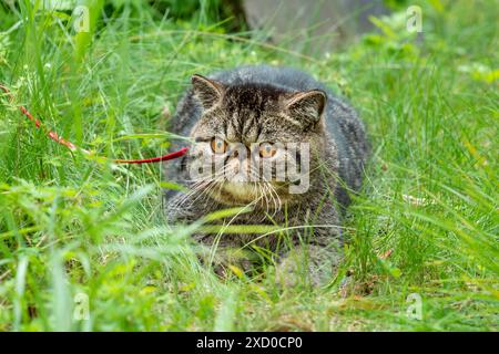 Süße braun gestreifte Katze exotische Spaziergänge an der Leine im Park an einem Sommertag. Persisches Kätzchen auf dem grünen Gras auf einem Geschirr mit einer Leine im Freien Stockfoto