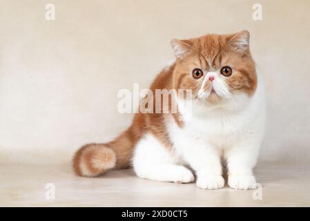 Porträt einer schönen roten exotischen Kurzhaarkatze auf hellem Hintergrund im Atelier. Stockfoto