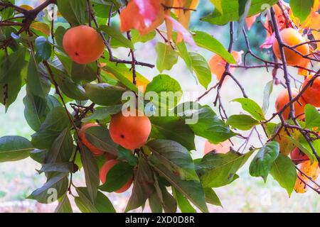 Viele reife Orangen-Persimmon-Früchte auf den Zweigen eines Baumes zwischen den Blättern Stockfoto