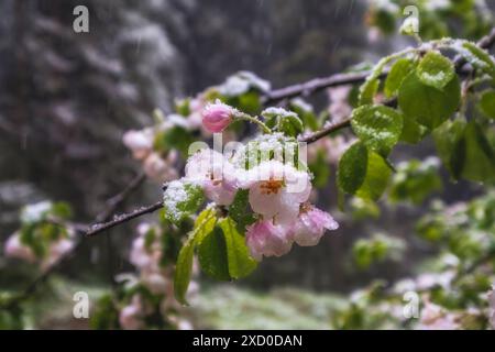 Zarte rosa Blüten eines Apfelbaums unter nassem Schnee während eines Schneefalls im Frühlingsgarten Stockfoto