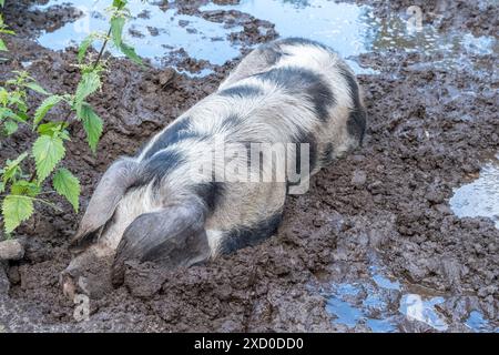 Geflecktes Landschwein walzt im Schlamm Stockfoto