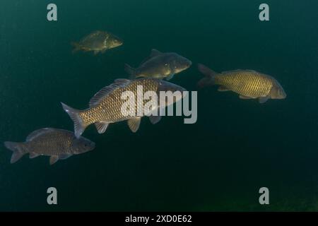 Eine Gruppe gewöhnlicher Karpfen schwimmt im Schwarm. Karpfen im See. Gemeinsame Fische in Europa. Stockfoto