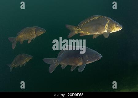 Eine Gruppe gewöhnlicher Karpfen schwimmt im Schwarm. Karpfen im See. Gemeinsame Fische in Europa. Stockfoto