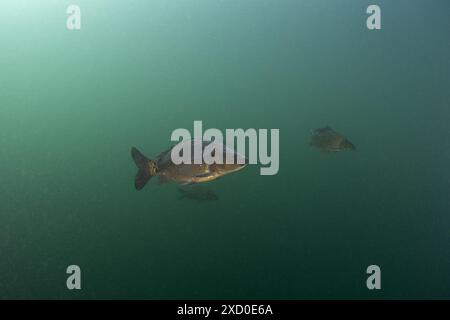 Eine Gruppe gewöhnlicher Karpfen schwimmt im Schwarm. Karpfen im See. Gemeinsame Fische in Europa. Stockfoto