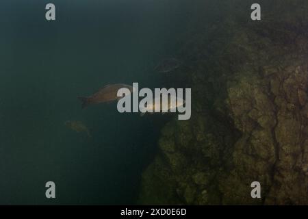 Eine Gruppe gewöhnlicher Karpfen schwimmt im Schwarm. Karpfen im See. Gemeinsame Fische in Europa. Stockfoto