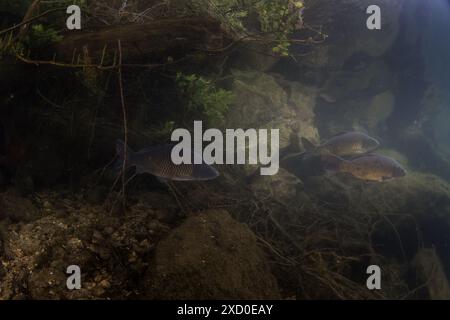 Eine Gruppe gewöhnlicher Karpfen schwimmt im Schwarm. Karpfen im See. Gemeinsame Fische in Europa. Stockfoto