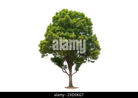 Ein großer Baum steht allein auf weißem Hintergrund. Der Baum ist hoch und hat viele Blätter, Schnittpfade. Das Konzept von Einsamkeit und Frieden Stockfoto