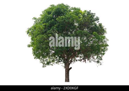 Ein großer Baum mit grünen Blättern steht allein auf weißem Hintergrund. Der Baum ist der Hauptfokus des Bildes, und seine Größe und Farbe stehen im Kontrast zum W Stockfoto