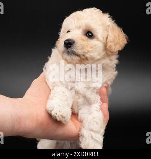 Kleiner Pudel-Welpen-Hund in der Hand isoliert auf schwarzem Studio-Hintergrund Stockfoto