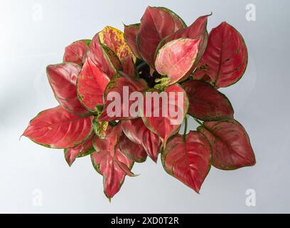 Rote Aglonemblüte. Blätter mit hellrosa Adern. Aglaonema-Pflanze auf weißem Hintergrund Stockfoto