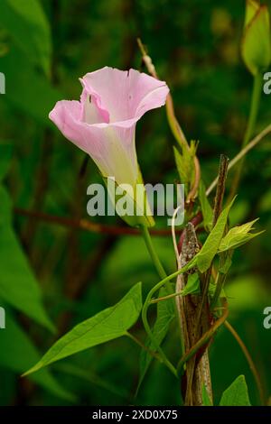 Hedge Bindweed Blloming im Frühsommer Stockfoto