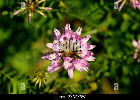 Wunderschöne Kronvetche in Wäldern auf Presque Isle in Erie Pa Stockfoto