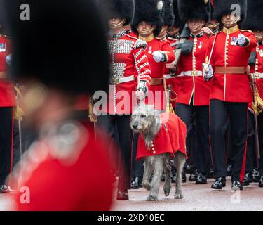 London 15. Juni 2024 Trooping the Colour. Das Maskottchen der Irish Guards, Seamus, führt die Parade entlang der Mall in Richtung Horseguards Parade Stockfoto