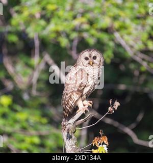 Juveniler Nordeiz (Strix varia), der auf einem trockenen Baumzweig posiert. Chesapeake und Ohio Canal National Historical Park. Maryland. USA Stockfoto
