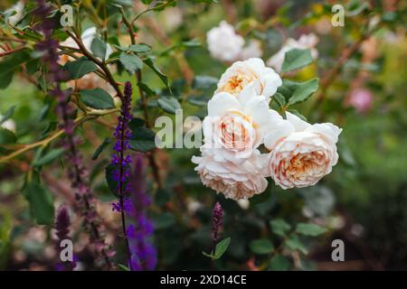 Nahaufnahme der englischen Krokusrose, die im Sommergarten von salvia blüht. Weiße cremige Blüten wachsen auf Sträuchern. Austin-Auswahl Stockfoto