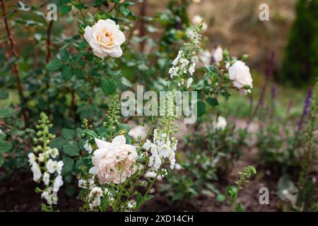 Englische Krokusrose blüht im Sommergarten von verbascum phoeniceum. Weiße cremige Blüten wachsen auf Sträuchern. Austin-Auswahl Stockfoto