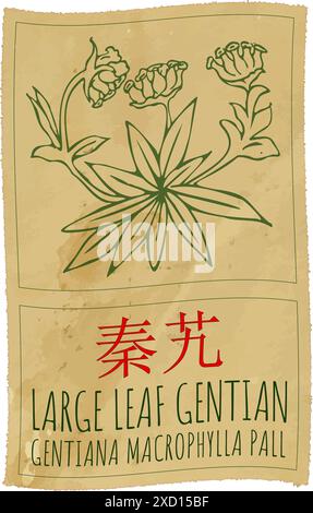 Vektorzeichnung GROSSES BLATT ENZIAN auf Chinesisch. Handgezeichnete Abbildung. Der lateinische Name ist GENTIANA MACROPHYLLA PALL Stock Vektor