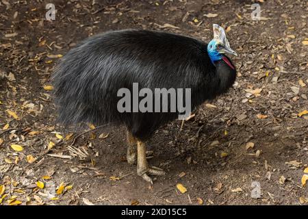 Ein frei rangierender Südkasuar (Casuarius casuarius), der auf einem grünen Boden steht. Ein großer farbenfroher, flugunfähiger Vogel. Stockfoto