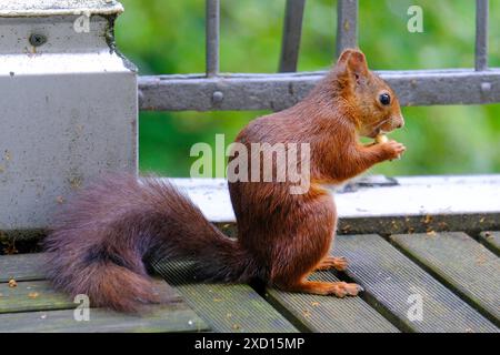 DEU, Deutschland, Nordrhein-Westfalen, Ruhrgebiet, Essen, 19.06.2024: ein Eichhörnchen sitzt auf einem Balkon eines Wohnhauses in Essen und nagt an einer Nuss *** DEU, Deutschland, Nordrhein-Westfalen, Ruhrgebiet, Essen, 19 06 2024 ein Eichhörnchen sitzt auf dem Balkon eines Wohnhauses in Essen und nagt an einer Nuss Stockfoto