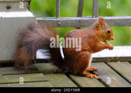 DEU, Deutschland, Nordrhein-Westfalen, Ruhrgebiet, Essen, 19.06.2024: ein Eichhörnchen sitzt auf einem Balkon eines Wohnhauses in Essen und nagt an einer Nuss *** DEU, Deutschland, Nordrhein-Westfalen, Ruhrgebiet, Essen, 19 06 2024 ein Eichhörnchen sitzt auf dem Balkon eines Wohnhauses in Essen und nagt an einer Nuss Stockfoto