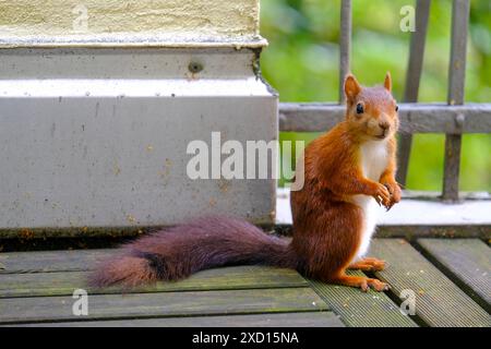 DEU, Deutschland, Nordrhein-Westfalen, Ruhrgebiet, Essen, 19.06.2024: ein Eichhörnchen sitzt auf einem Balkon eines Wohnhauses in Essen *** DEU, Deutschland, Nordrhein-Westfalen, Ruhrgebiet, Essen, 19 06 2024 ein Eichhörnchen sitzt auf dem Balkon eines Wohnhauses in Essen Stockfoto