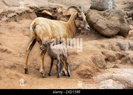 Mutter Bergziege und Kind, die auf einer felsigen Klippe stehen. Stockfoto