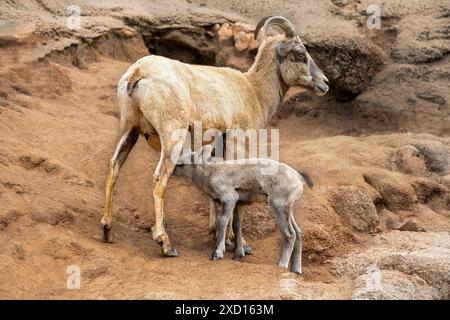 Mutter Bergziege und Kind, die auf einer felsigen Klippe stehen. Stockfoto