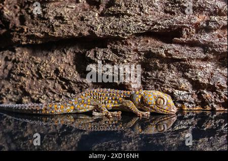 Eine tokay-Eidechse mit ihrer Reflexion auf einem Glasboden. Der wissenschaftliche Name dieses Reptils ist Gekko Gecko. Stockfoto
