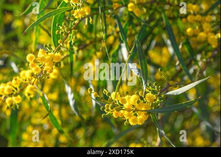 Schöne hellgelbe, haarige Mimosa-Blüten aus nächster Nähe. Blühender Mimosabaum in Frühfrühlingswellen am Wind. Sonniger Frühlingstag 8 Stockfoto