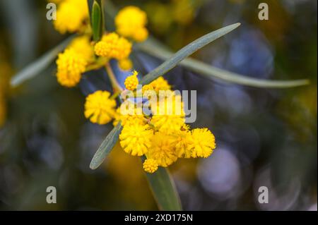 Schöne hellgelbe, haarige Mimosa-Blüten aus nächster Nähe. Blühender Mimosabaum in Frühfrühlingswellen am Wind. Sonniger Frühlingstag 6 Stockfoto