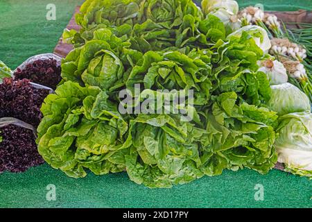 Frischer grüner Salat vom Bauernmarkt. Stockfoto