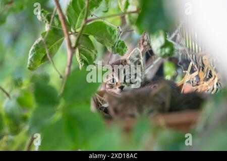 Niedliches streunendes Kätzchen, versteckt unter den Pflanzen. Stockfoto