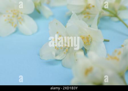 Schöne Jasminblüten auf hellblauem Hintergrund, Nahaufnahme Stockfoto