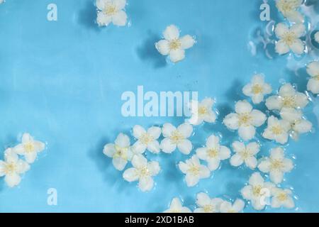 Wunderschöne Jasminblüten im Wasser auf hellblauem Hintergrund, Blick von oben Stockfoto