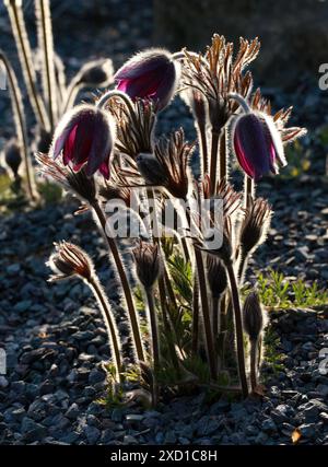 Pasque Flower (oder Pasqueflower), Wind Flower, Prairie Crocus, Osterblume oder Wiese Anemone, Pulsatilla montana, Ranunculaceae. Europa. Der Einheimische Stockfoto