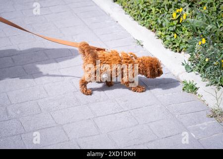 Ein kleiner Spielzeugpudel macht einen Spaziergang und schnüffelt ein paar Pflanzen mitten in der Stadt Stockfoto