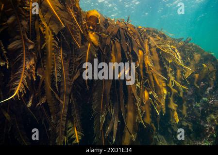 Seetang unter Wasser im St. Lawrence River in Kanada Stockfoto