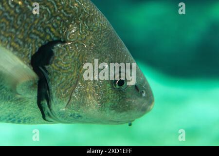 Große Fishe schwimmt im Meeraquarium. Stockfoto