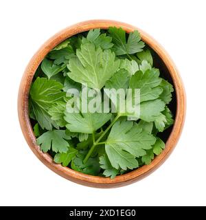 Frische, flache Petersilie in einer Holzschale, von oben. Petersilie mit hellgrünen und nicht zerknitterten Blättern. Petroselinum crispum. Stockfoto