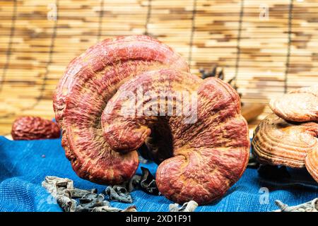 Nahaufnahme eines Reishi-Heilpilzes (Ganoderma lucidum). Dieser detailreiche polypore Pilz wird in der traditionellen chinesischen Medizin verwendet. Stockfoto