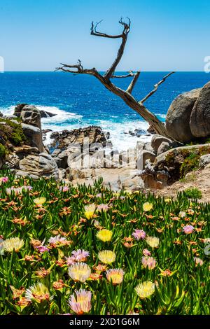 Gelbe Carpobrotus edulis Wildblume; saure Feige; & Purple Carpobrotus chilensis; Meeresfeige; Geisterbaum; toter Zypresse; Pescadero Point; Monterey Peni Stockfoto