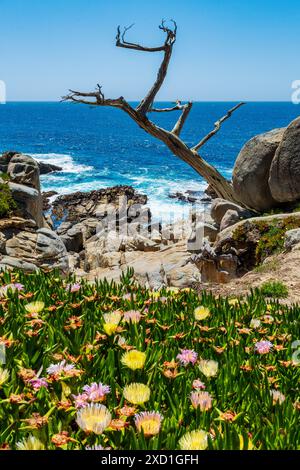 Gelbe Carpobrotus edulis Wildblume; saure Feige; & Purple Carpobrotus chilensis; Meeresfeige; Geisterbaum; toter Zypresse; Pescadero Point; Monterey Peni Stockfoto