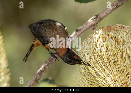 Australischer Östlicher Spinebill, der sich an Nektar einer Säge Banksia ernährt Stockfoto