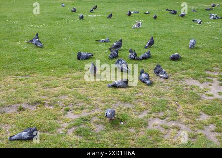 Tauben ruhen auf dem Green Grass Field Stockfoto
