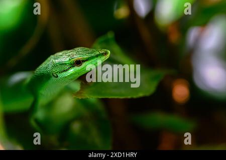 Sakishima-Graseidechse (Takydromus dorsalis) Stockfoto