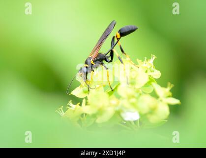 Schwarzer und gelber Schlamm Dauber Wasp (Sceliphron caementarium) Stockfoto